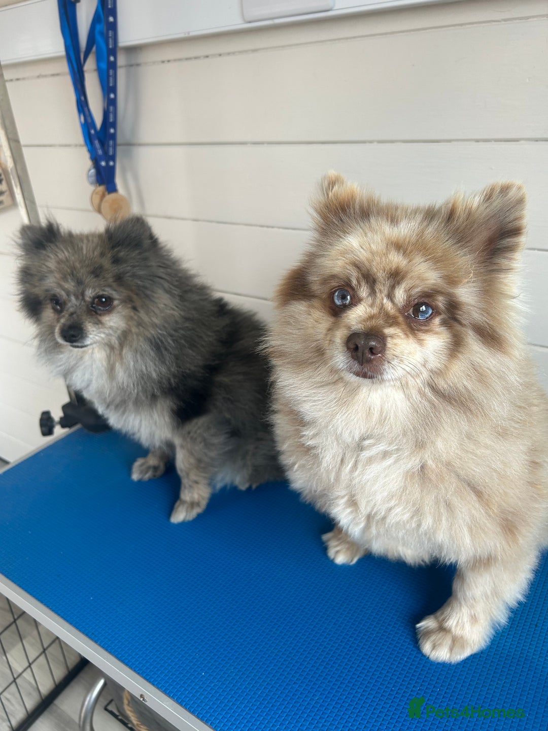 Pomeranian dogs for sale: 2 x pomeranians - Image 12