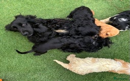 Cockapoo dogs for sale: 6 Beautiful cockerpoos puppies  - Image 1