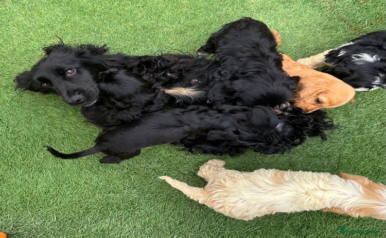 Cockapoo dogs - Advert 8