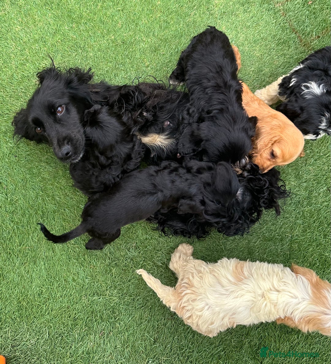 Cockapoo dogs for sale: 6 Beautiful cockerpoos puppies  - Image 1