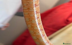 Corn Snake reptiles for sale: Corn Snake & Vivarium  - Image 5