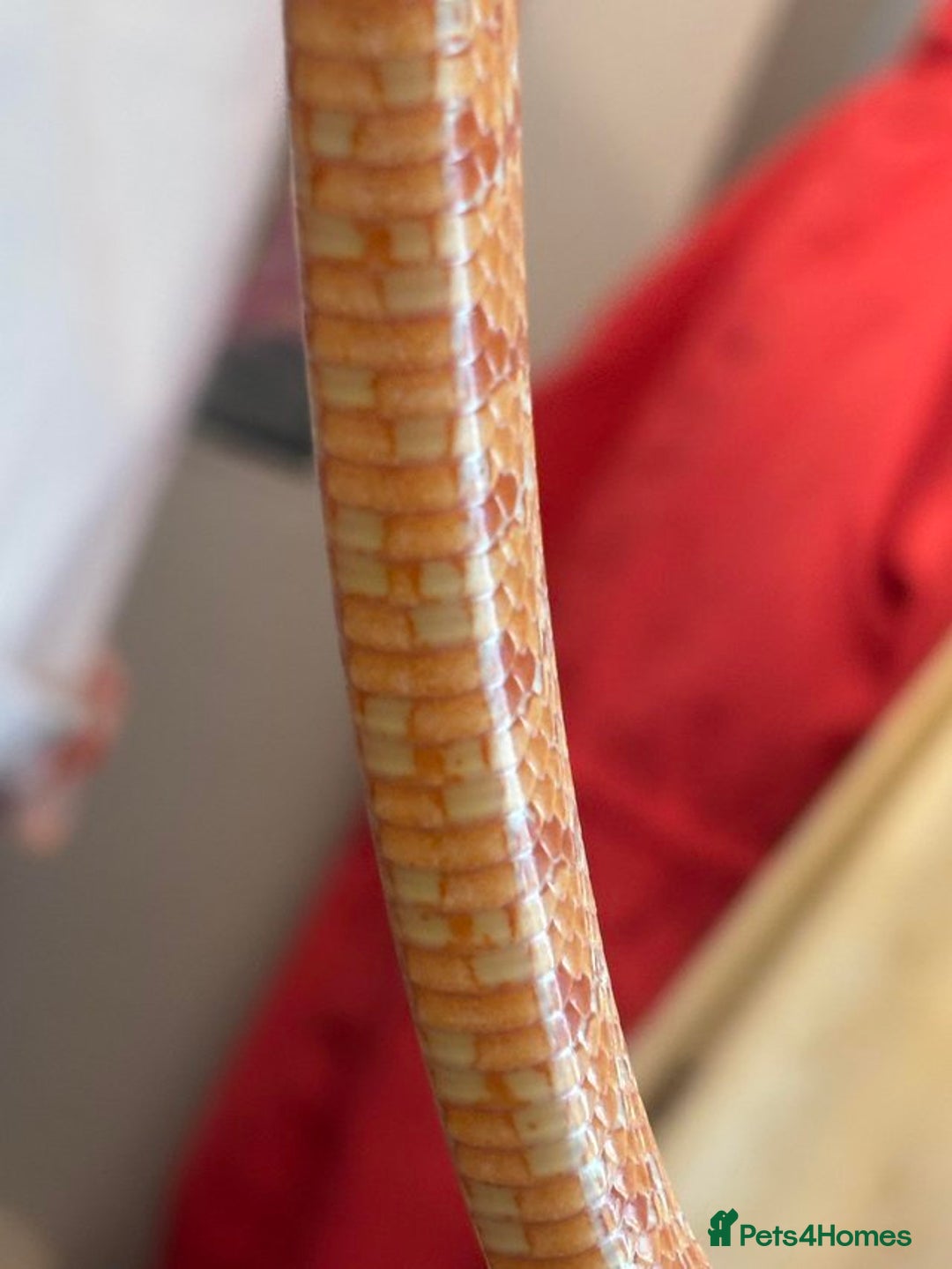 Corn Snake reptiles for sale: Corn Snake & Vivarium  - Image 5
