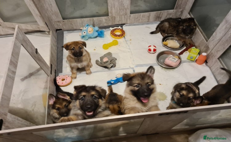 German Shepherd dogs - Advert 12