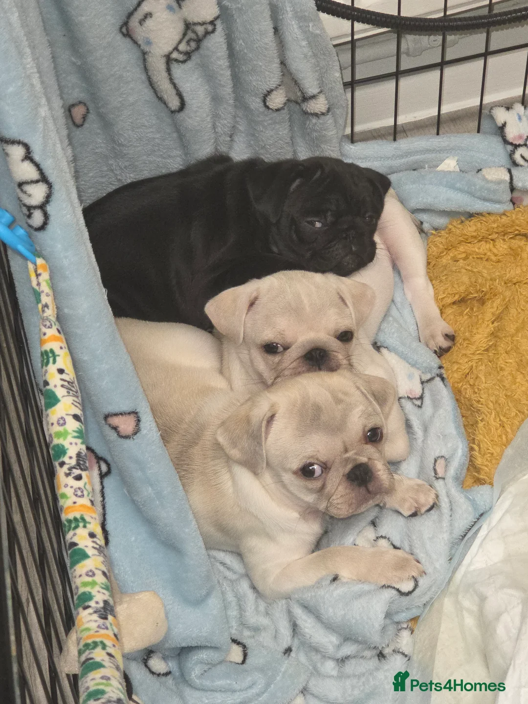 Pug dogs for sale: Last pure pug girl ready to leave  - Advert 2