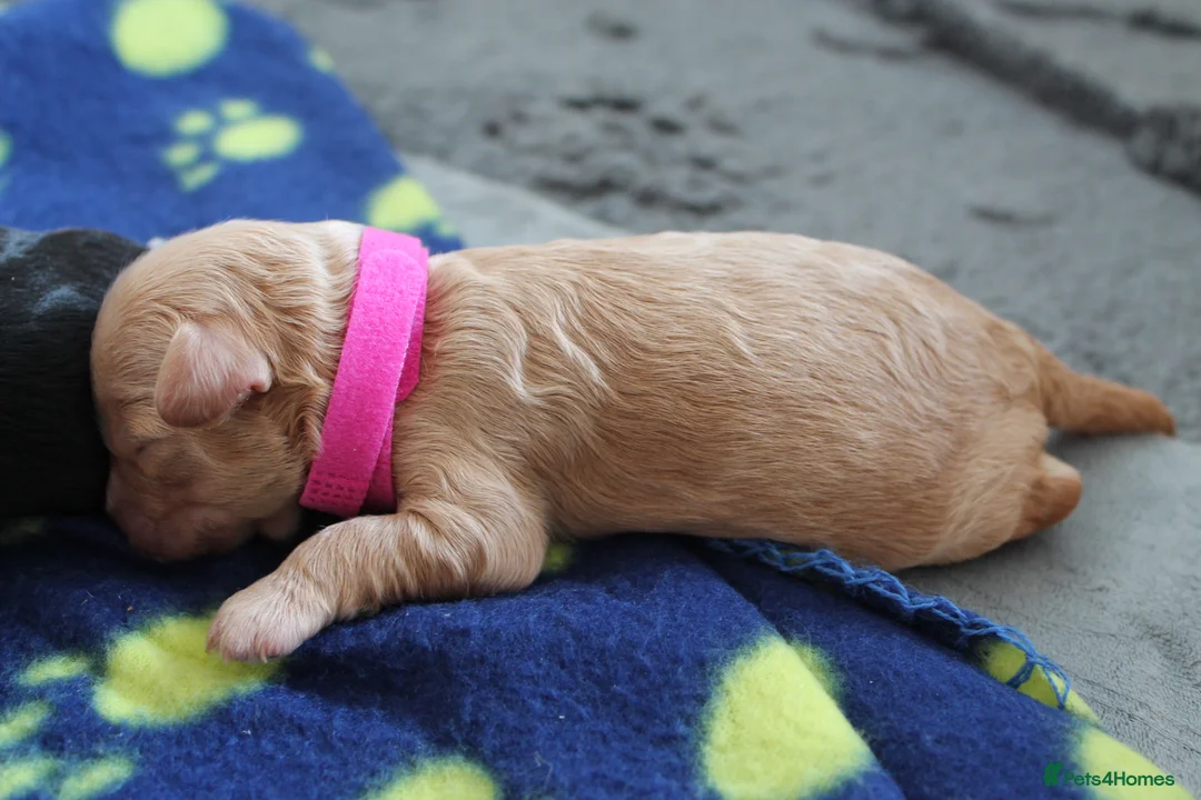 Cavapoo dogs for sale: Beautiful F1B Toy Cavapoo Puppies in Bolton - Advert 2