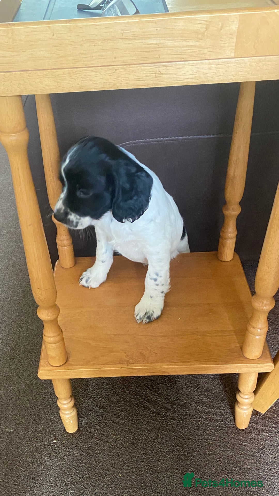 English Springer Spaniel dogs for sale: Family bred and home reared.  - Image 11