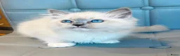 Ragdoll cats for sale: Pure Ragdoll kittens Registered and DNA tested  - Advert 32