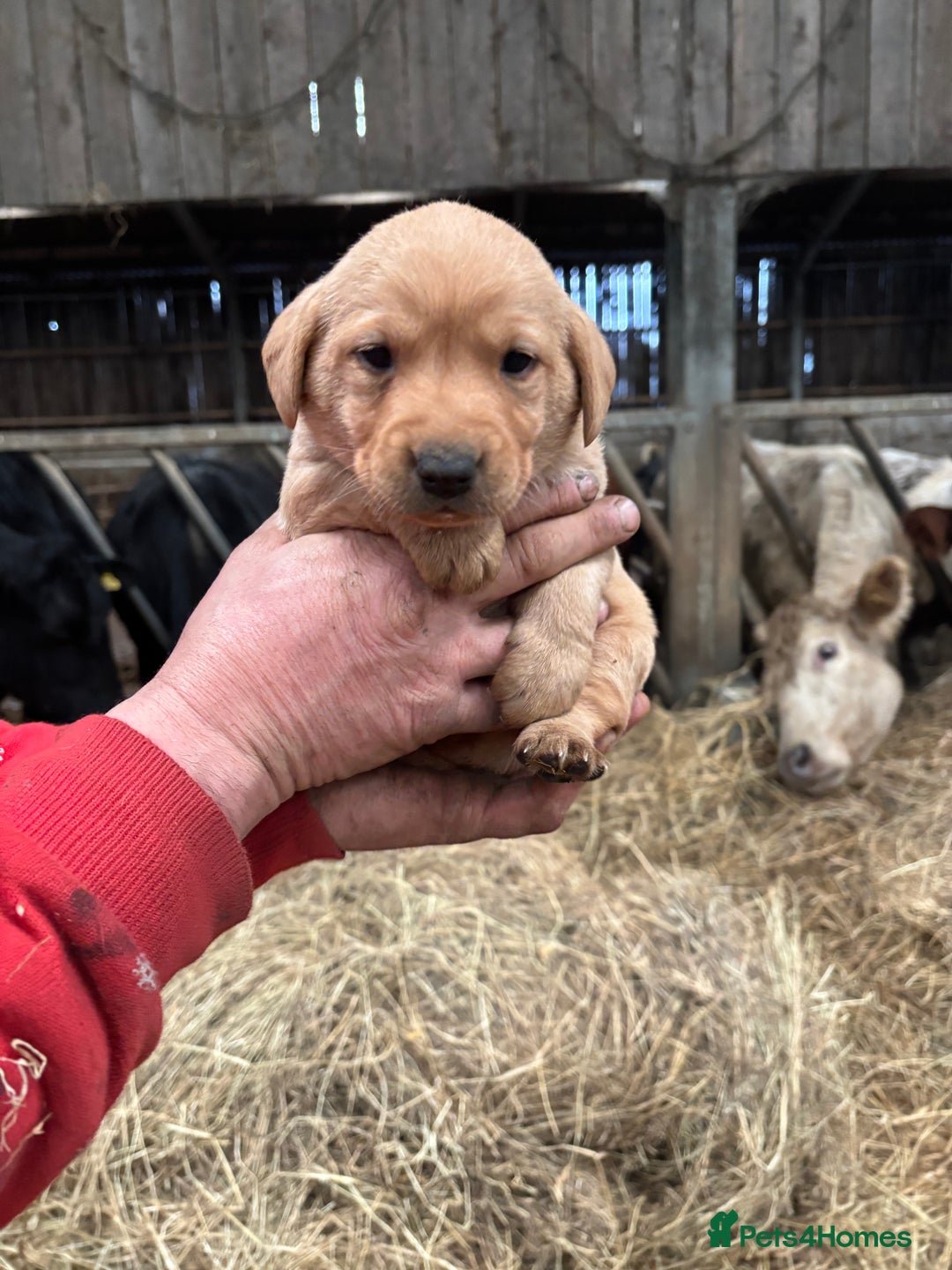 Labrador Retriever dogs for sale: Puppy Red fox labradors  - Advert 3