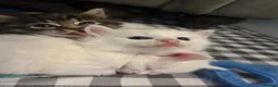 Turkish Angora cats for sale: 5 Beautiful Turkish Angora Kittens - Advert 5