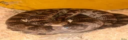 Corn Snake reptiles for sale: Coral x caramel het corn snake for sale  in Saint Leonards-on-sea - Advert 1