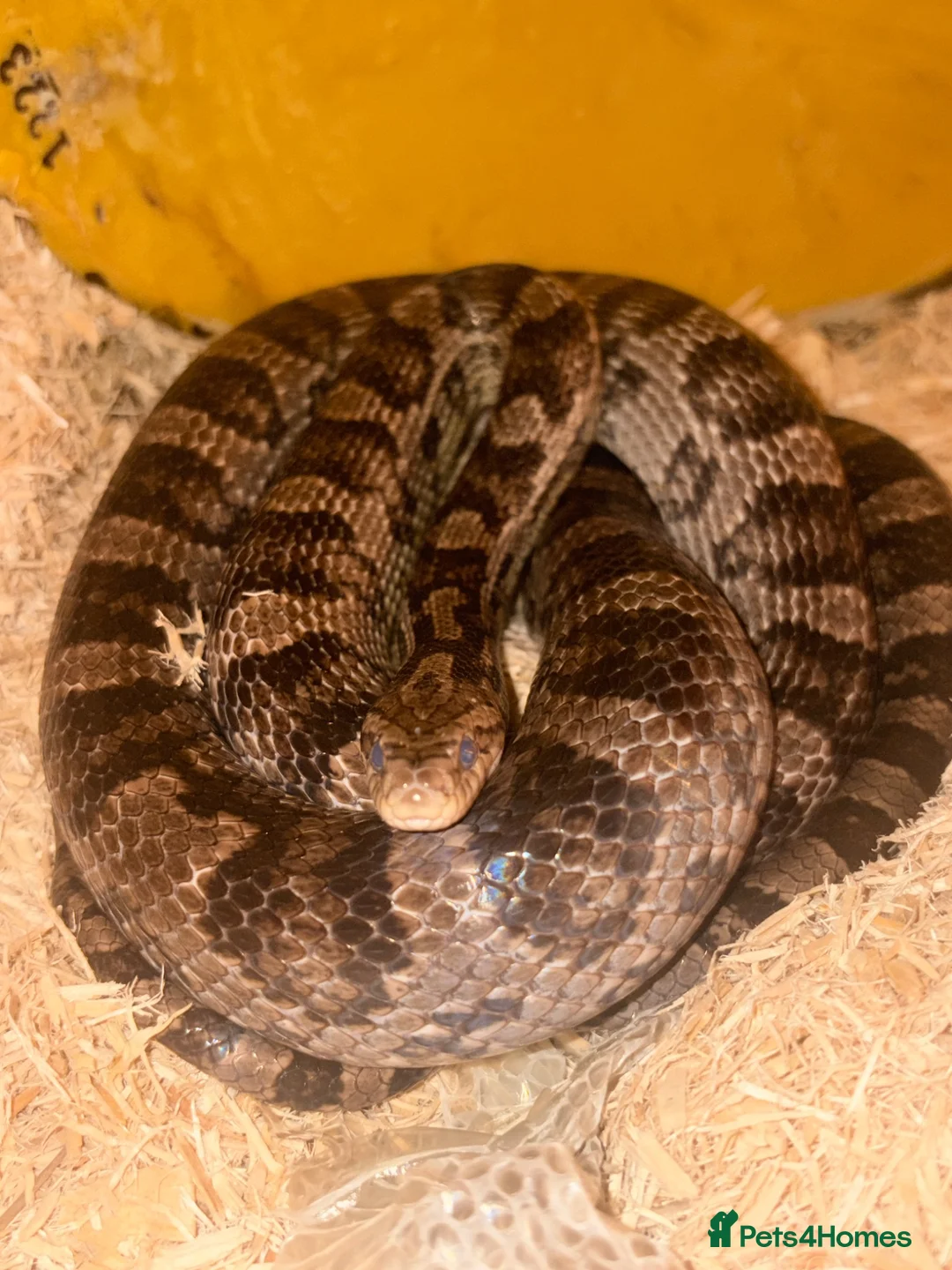 Corn Snake reptiles for sale: Coral x caramel het corn snake for sale  in Saint Leonards-on-sea - Advert 1