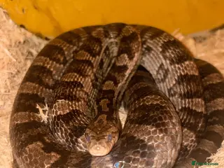 Corn Snake reptiles Coral x caramel het corn snake for sale - Advert 19