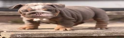 English Bulldog dogs for sale: 1 LEFT VACCINATED + READY TO LEAVE BRITISH BULLDOG - Advert 10