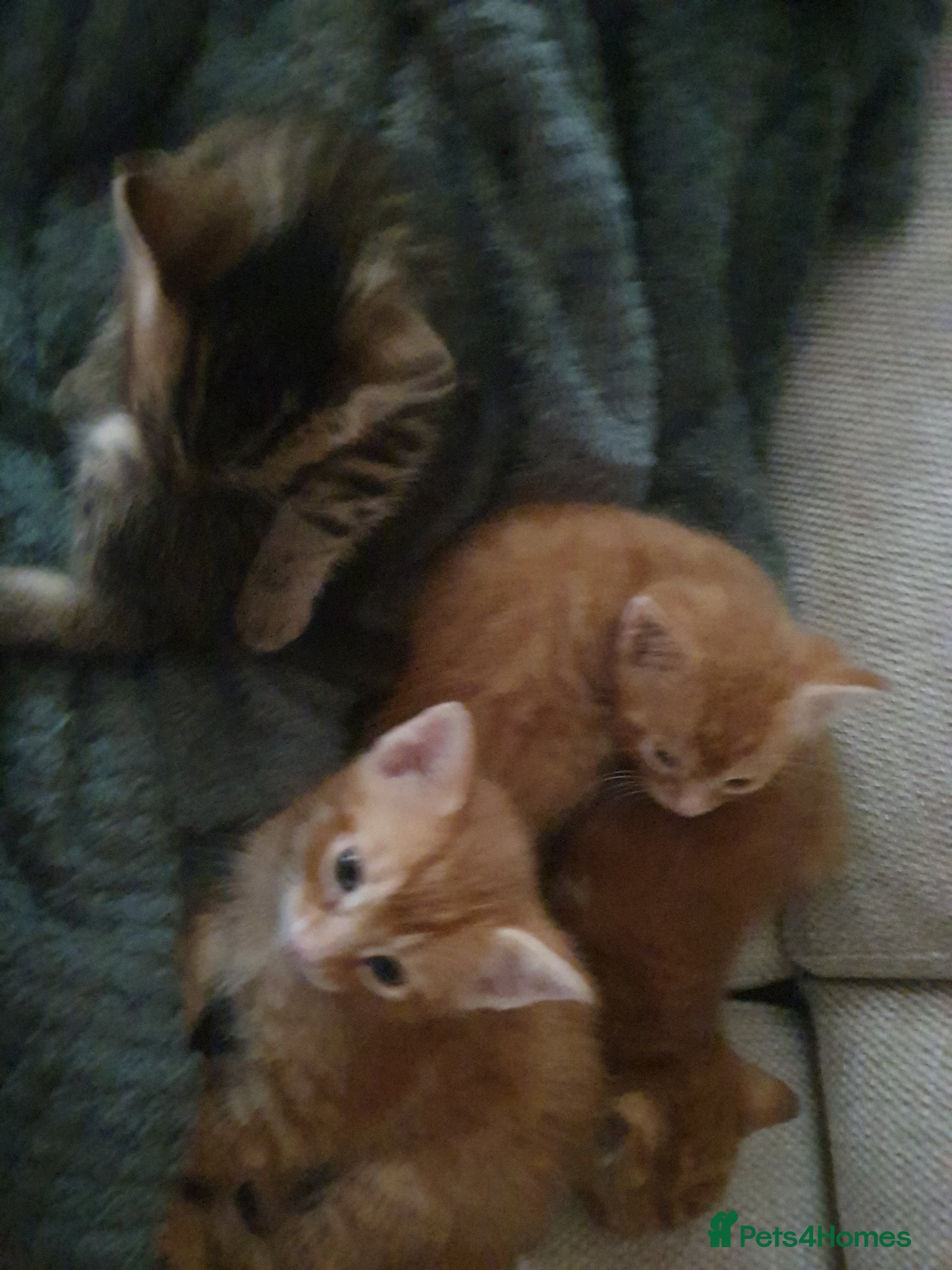 Mixed Breed cats 3 x ginger 1 x black tabby males - Advert 5