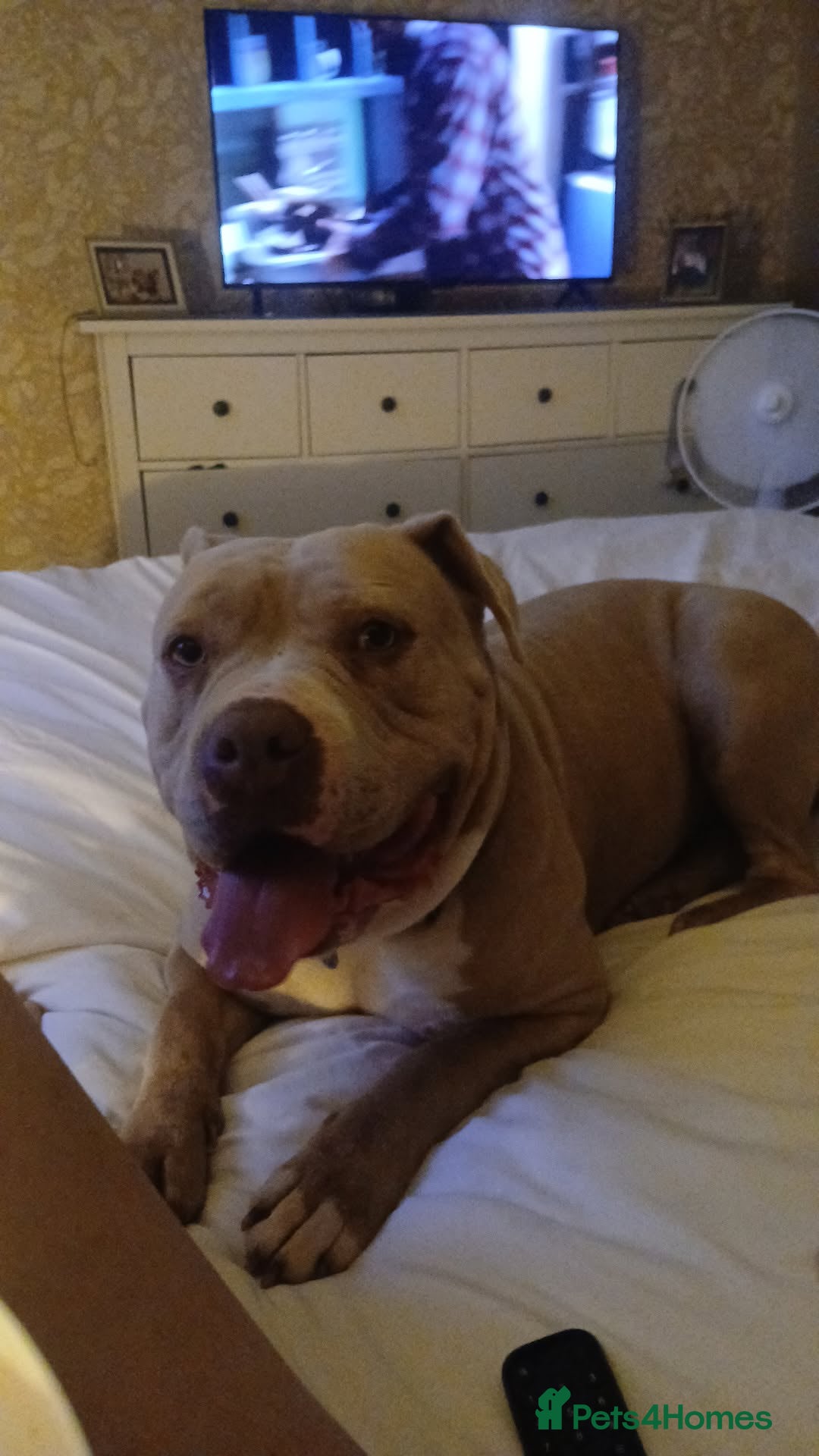 Mixed Breed dogs for sale: Tianna - Advert 1