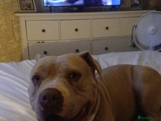 Mixed Breed dogs Tianna - Advert 2