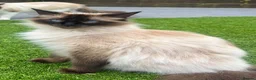 Ragdoll cats for sale: Beautiful Ragdoll Kittens - Advert 29