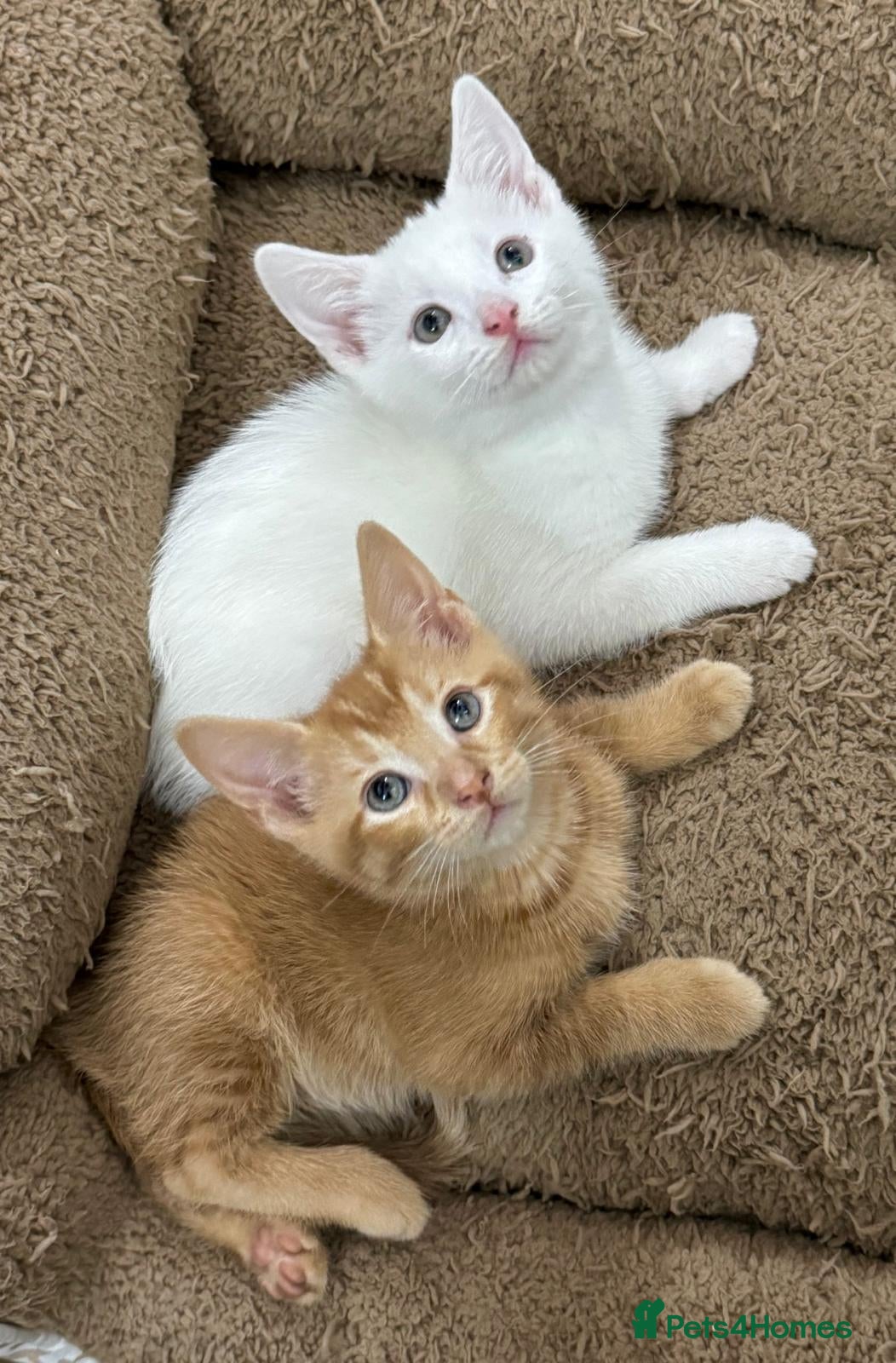 Mixed Breed cats GORGEOUS KITTENS Only 2 left first Pic - Advert 1