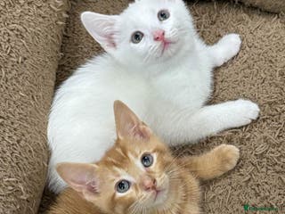 Mixed Breed cats GORGEOUS KITTENS Only 2 left first Pic - Advert 1