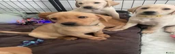 Labrador Retriever dogs for sale: 8 gorgeous Labrador puppies  - Advert 2