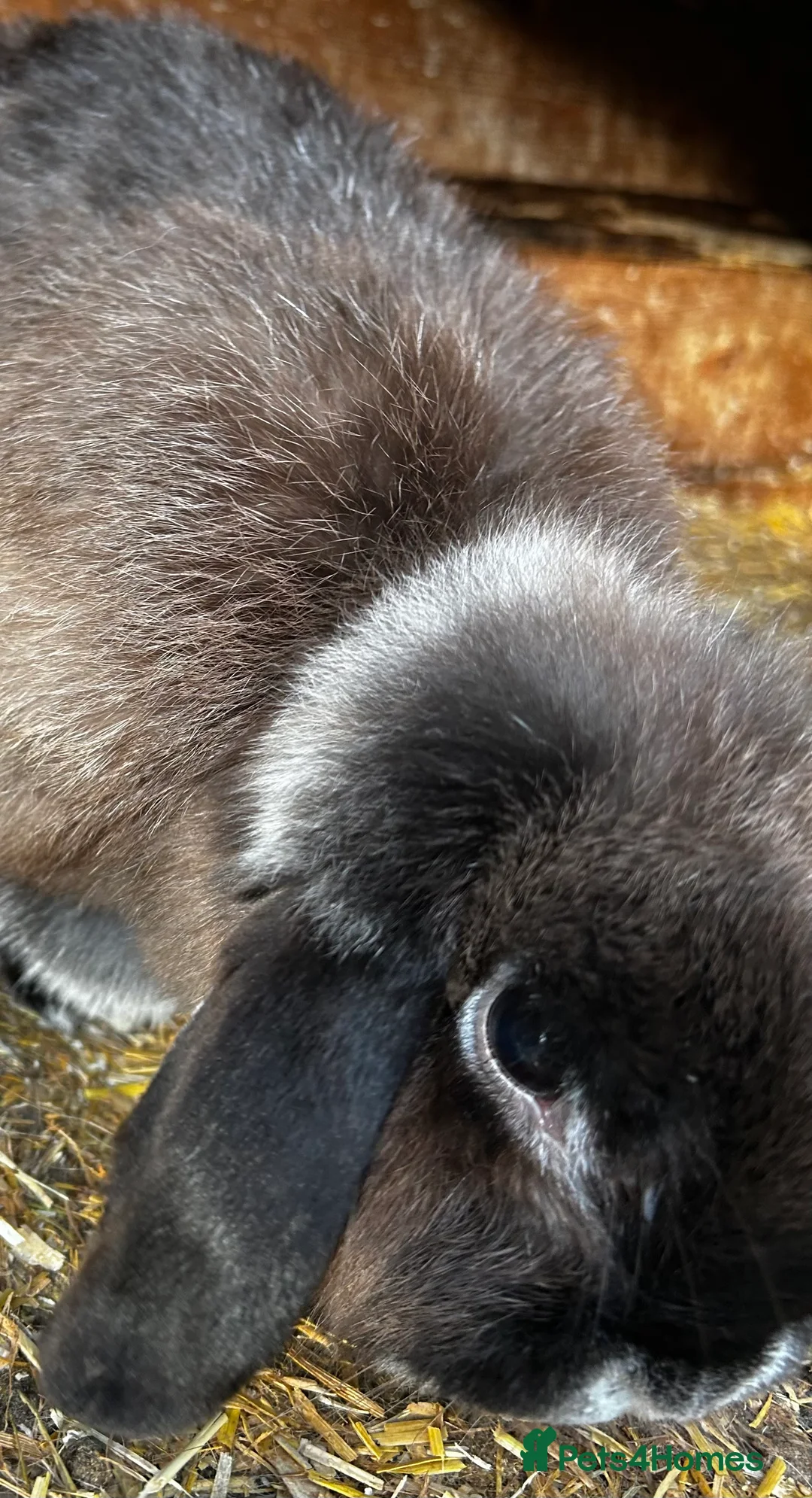 Mini Lop rabbits for sale: One Adult Mini Lop Doe - Pet home only - Advert 2