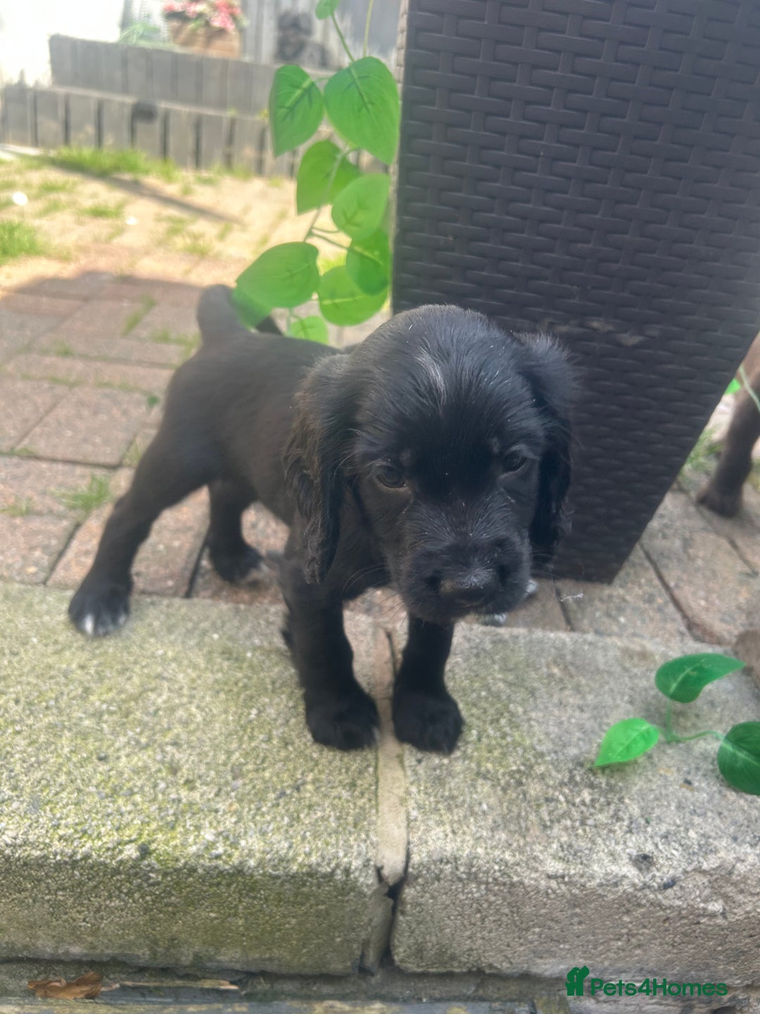 English Springer Spaniel dogs for sale: Two English springer spaniel puppies - Image 4