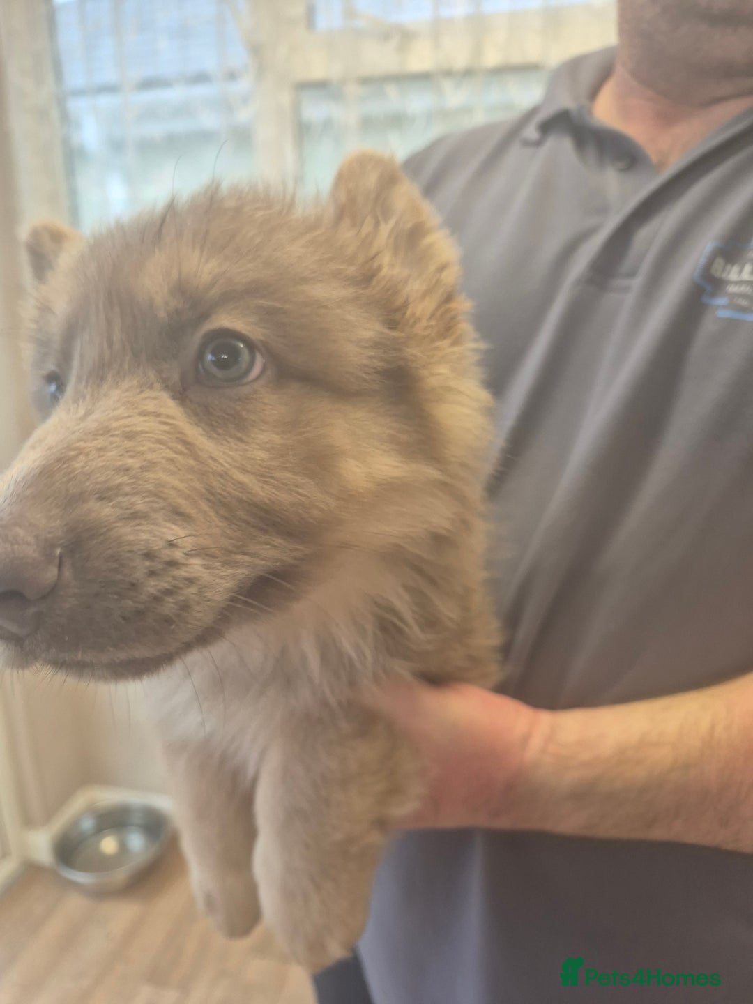 German Shepherd dogs for sale: READY TO leave 1 left German Shepherd kc reg pups - Advert 2