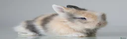 Lionhead rabbits for sale: *Reduced* Quality Double-maned Lionhead Rabbits - Advert 12