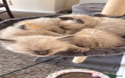 Ragdoll cats for sale: Ragdoll kittens (2 boys and 2 girls)  - Image 6