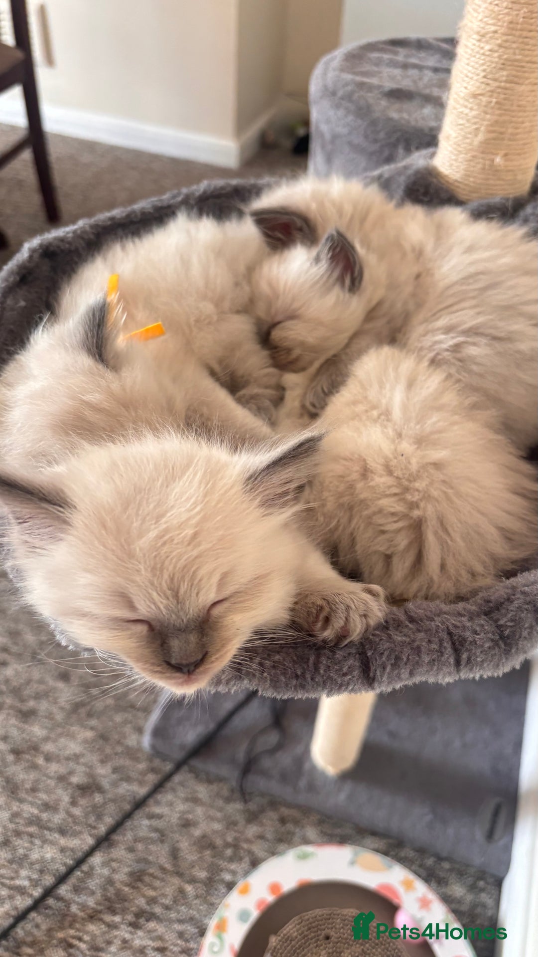 Ragdoll cats for sale: Ragdoll kittens (2 boys and 2 girls)  - Image 6