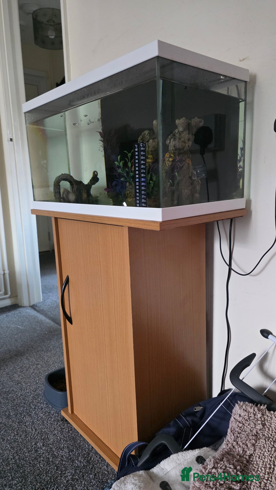 Axolotl reptiles for sale: Axolotl with tank etc - Image 4