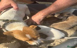 Jack Russell dogs for sale: Jack Russell puppies!  - Image 5