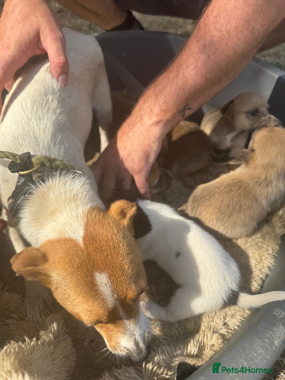 Jack Russell dogs for sale: Jack Russell puppies!  - Image 5