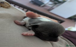 Whippet dogs for sale: Whippet Puppies for sale - Image 10