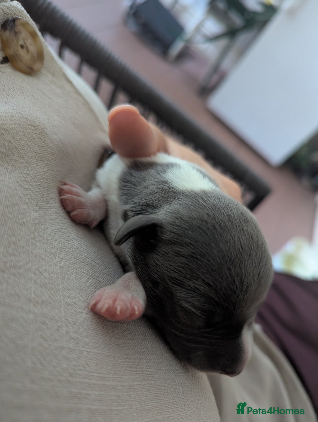 Whippet dogs for sale: Whippet Puppies for sale - Image 10