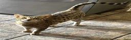 Savannah cats for sale: Savannah F4 girls - Advert 2