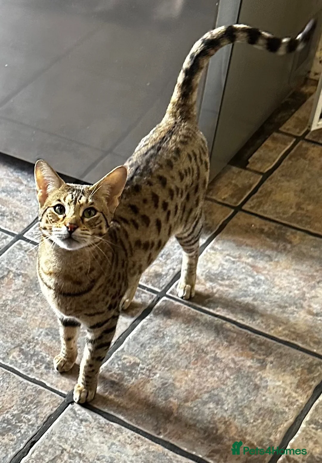 Savannah cats for sale: Savannah F4 girls - Advert 2