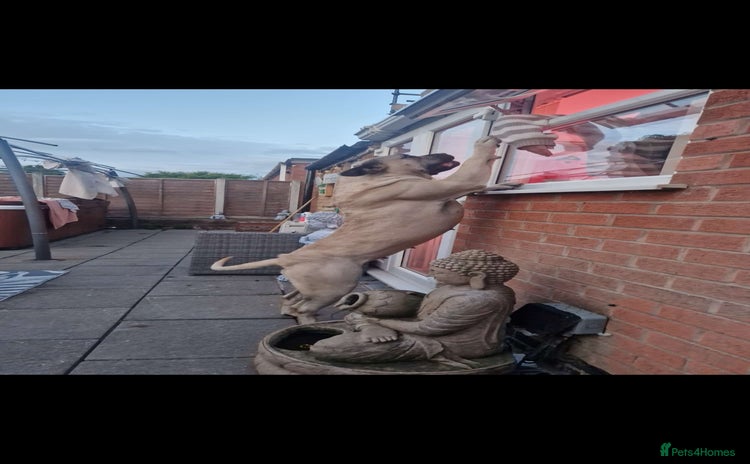 Presa Canario dogs - Advert 1