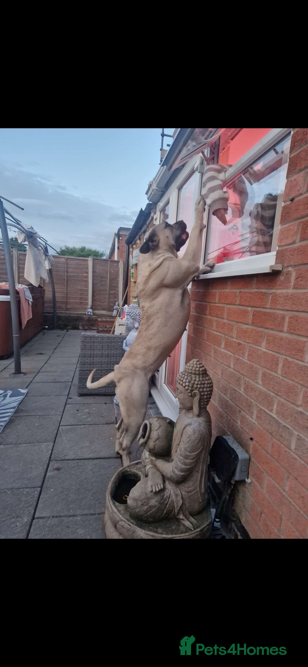 Presa Canario dogs for sale: Presa canario bitch 3 years old - Image 1