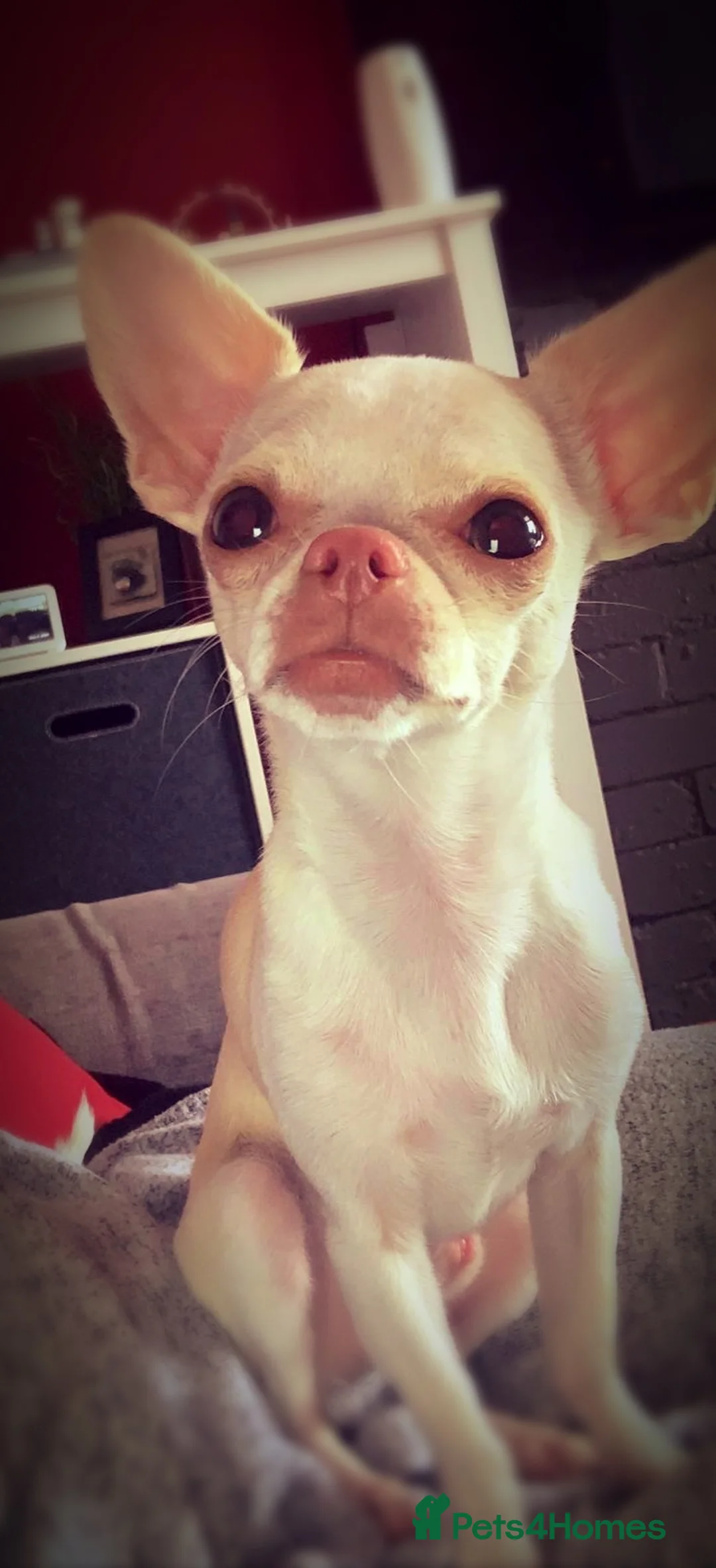 Chihuahua dogs for stud: FOR STUD ONLY in Sheffield - Advert 2