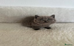 British Shorthair cats for sale: 💎  CHAMPION LINES BSH BLUE  💎 - Advert 6