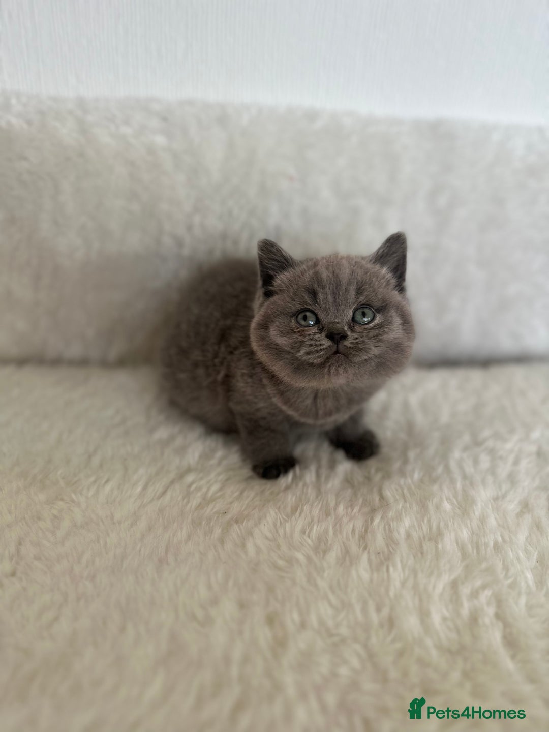 British Shorthair cats for sale: 💎  CHAMPION LINES BSH BLUE  💎 - Advert 6