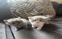 British Shorthair cats for sale: British shorthair cross - Image 20
