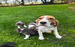 Beagle dogs for sale: KC REGISTERED SHOW TUOE BEAGLE PUPPIES  - Image 4
