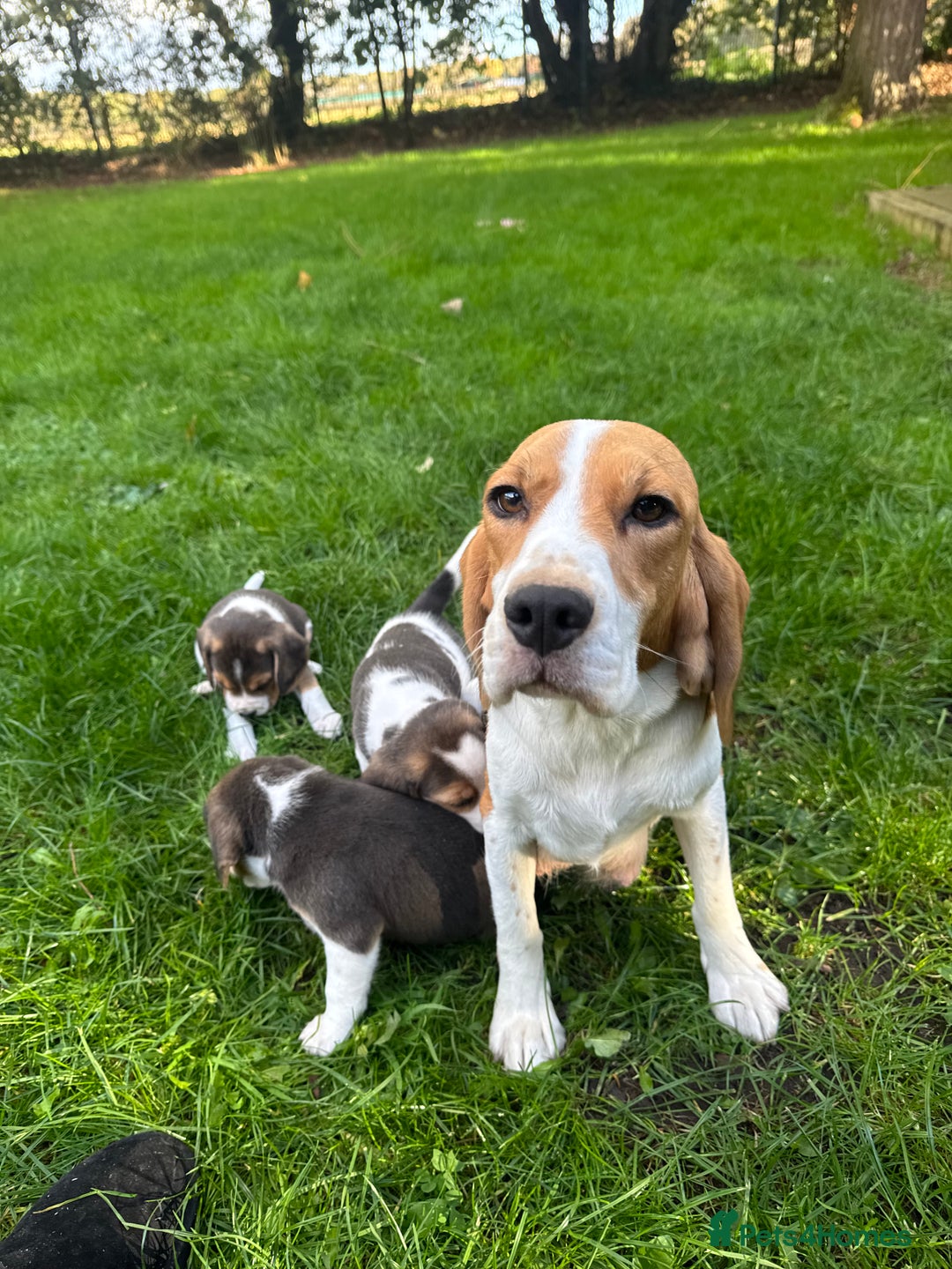 Beagle dogs for sale: KC REGISTERED SHOW TUOE BEAGLE PUPPIES  - Image 4