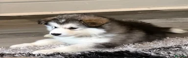 Alaskan Malamute Puppy 1