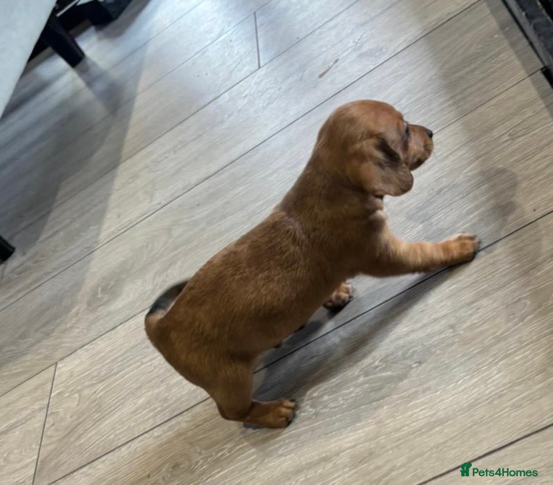 Chiweenie dogs for sale: 6 golden brown/whitecheweenies available  - Image 7