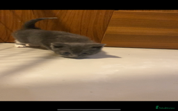 British Shorthair cats for sale: 6 kittens mixture of colours, bred from house cat  - Image 8
