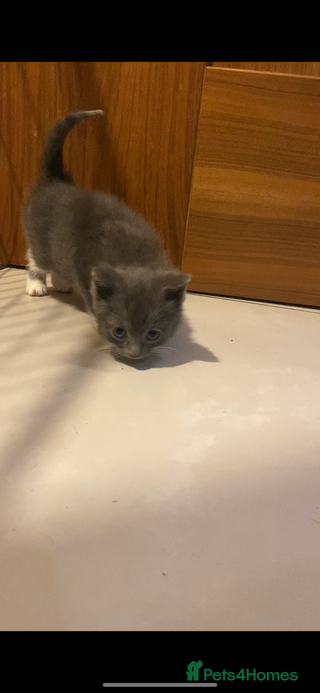 British Shorthair cats for sale: 6 kittens mixture of colours, bred from house cat  - Image 8