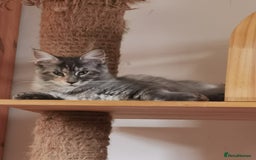 Maine Coon cats for sale: Four beautiful Maine Coon kittens-two girls left - Image 4